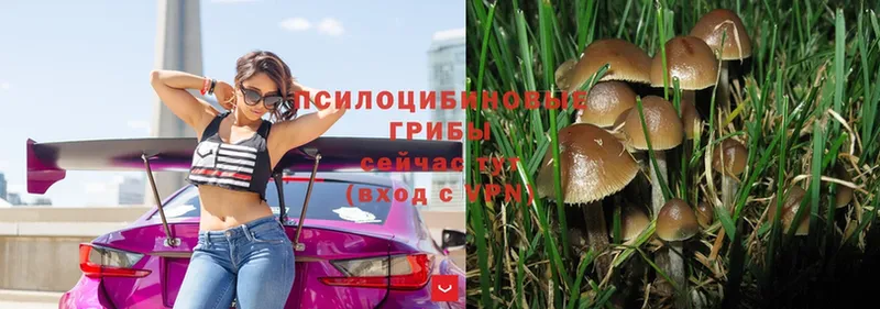 Галлюциногенные грибы Psilocybe  магазин    Обнинск 